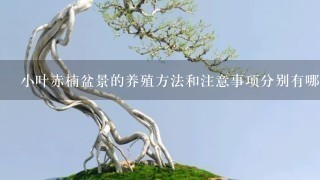 小叶赤楠盆景的养殖方法和注意事项分别有哪些？