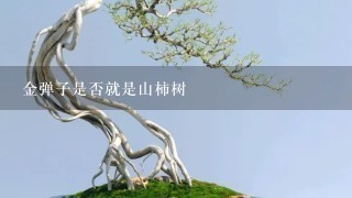 金弹子是否就是山柿树