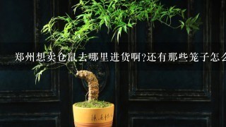 郑州想卖仓鼠去哪里进货啊?还有那些笼子怎么弄?