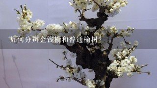 如何分辨金钱榆和普通榆树？