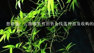 想请教。云南哪里有出售金线莲种苗及收购的 ?亲们，是云南的哦？