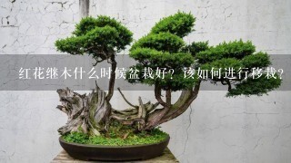 红花继木什么时候盆栽好？该如何进行移栽？