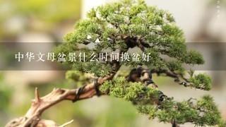 中华文母盆景什么时间换盆好