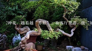 2种花，越看越“养眼”，放客厅里养，能“镇宅”，