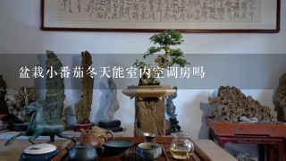 盆栽小番茄冬天能室内空调房吗