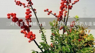 3叶草盆栽种植方法 3叶草盆栽种植的方法是什么