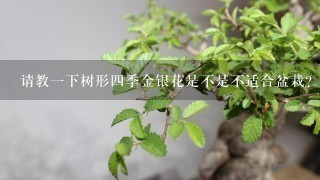 请教1下树形4季金银花是不是不适合盆栽？