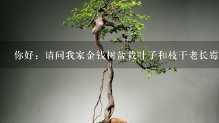 你好：请问我家金钱树盆栽叶子和枝干老长霉，是什么情况啊？