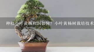 种植小叶黄杨利润如何？小叶黄杨树栽培技术是什么？