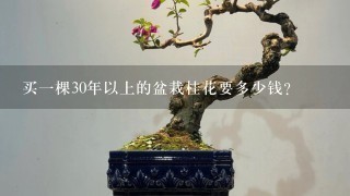 买1棵30年以上的盆栽桂花要多少钱？