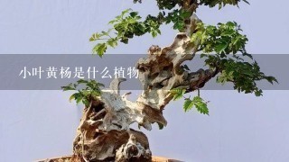 小叶黄杨是什么植物