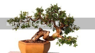 盆栽植物租赁价格怎么收费？