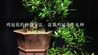 鸡冠花的种植方法，盆栽鸡冠花怎么种