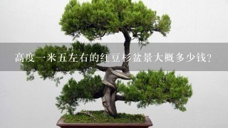 高度1米5左右的红豆杉盆景大概多少钱？