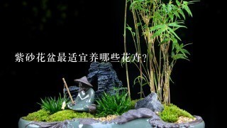 紫砂花盆最适宜养哪些花卉？