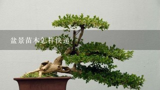 盆景苗木怎样快递？