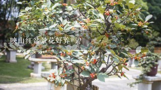 映山红盆景花好养吗？