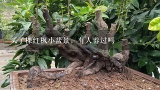 买了棵红枫小盆景，有人养过吗