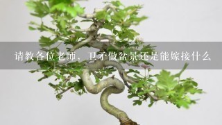 请教各位老师，卫矛做盆景还是能嫁接什么