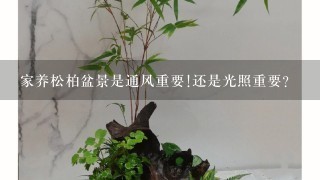 家养松柏盆景是通风重要!还是光照重要？