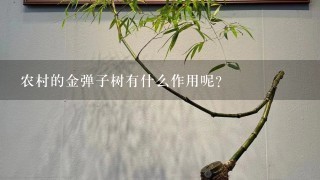 农村的金弹子树有什么作用呢？