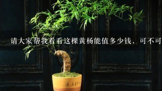 请大家帮我看看这棵黄杨能值多少钱，可不可以制作盆景？谢谢！