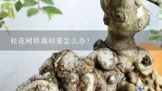 桂花树移栽枯萎怎么办?