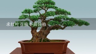 求红叶石楠小苗价格