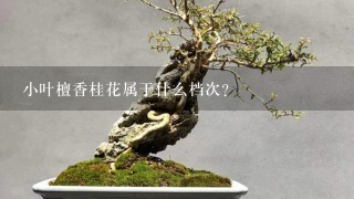 小叶檀香桂花属于什么档次?