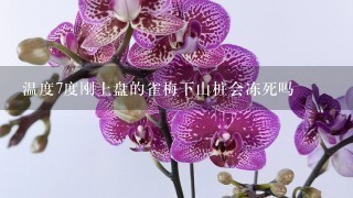 温度7度刚上盘的雀梅下山桩会冻死吗