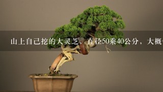 山上自己挖的大灵芝，直径50乘40公分，大概值多少钱