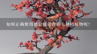 如何正确使用德宏盆景营养土种植植物呢？