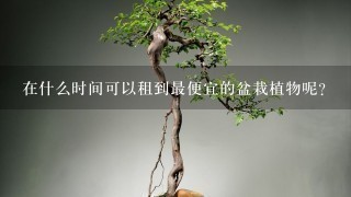 在什么时间可以租到最便宜的盆栽植物呢？