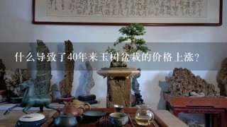 什么导致了40年来玉树盆栽的价格上涨？