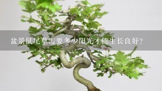 盆景鼠尾草需要多少阳光才能生长良好？