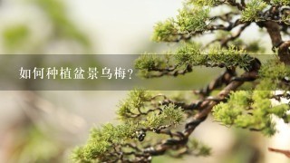 如何种植盆景乌梅？