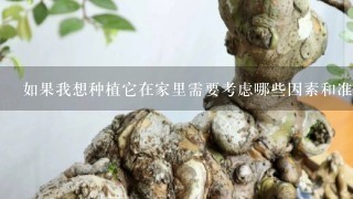 如果我想种植它在家里需要考虑哪些因素和准备工作？