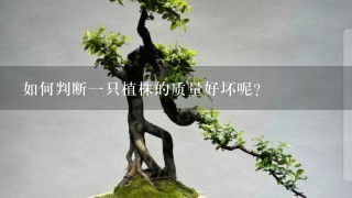 如何判断一只植株的质量好坏呢？