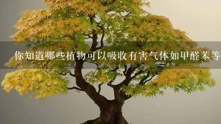 你知道哪些植物可以吸收有害气体如甲醛苯等吗？