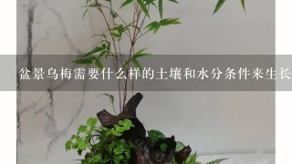 盆景乌梅需要什么样的土壤和水分条件来生长良好？