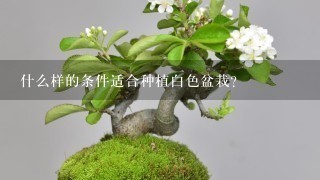 什么样的条件适合种植白色盆栽？