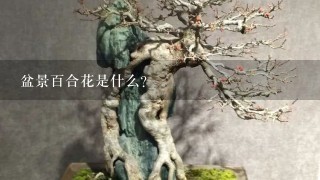 盆景百合花是什么？