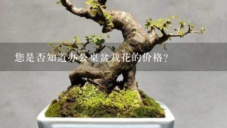 您是否知道办公桌盆栽花的价格？