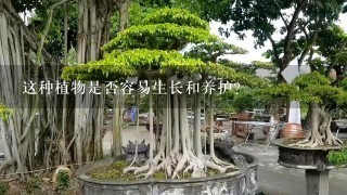 这种植物是否容易生长和养护？