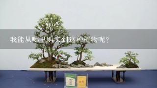 我能从哪里购买到这种植物呢？