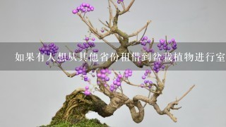 如果有人想从其他省份租借到盆栽植物进行室内种植那它们会是什么样子的情况呢？是否有什么特别需要注意的地方或者挑战需要克服呢？