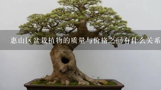 惠山区盆栽植物的质量与价格之间有什么关系？