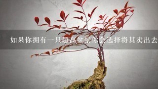 如果你拥有一只超高盆景你会选择将其卖出去还是保留它作为收藏品吗？