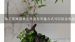 除了常规浇水之外还有其他方式可以给金鱼盆景提供水分么？