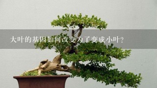 大叶的基因如何改变为了变成小叶?